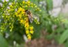 Insektenbestäubung wie z.B. durch die Biene (Bildrechte bei Katharina Bastl)