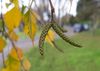 dormant catkins in autumn and winter time (Image rights: Katharina Bastl)