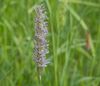 Meadow foxtail - Alopecurus (Image rights: Katharina Bastl)