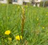 Sweet vernal grass - Anthoxanthum (Image rights: Katharina Bastl)