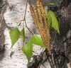 fading flowering catkin, leaves of the birch and the typical white and black bark in the background (Image rights: Katharina Bastl)