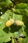 Nut fruit, acorn (Image rights: Helmut Zwander)