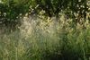 Habitus der Gräser und Pollenwolke (Bildrechte bei Helmut Zwander)