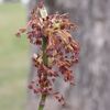 Ashleaf maple (Acer negundo) primarily wind pollinated (Image rights: Katharina Bastl)