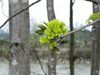 Spitzahorn (Acer platanoides) vorwiegend insektenbestäubt (Bildrechte bei Margit Langanger, Polleninformationsdienst Salzburg)