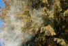 Habit and pollen cloud (Image rights: Helmut Zwander)